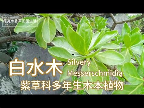 白水木徒長|【白水木徒長】白水木救命！徒長密碼大公開，越種葉子越迷你？